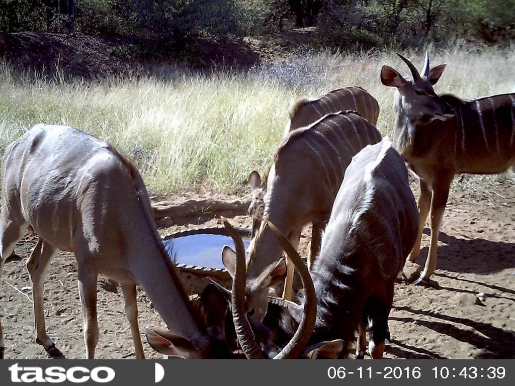 Boschfontein Guest Farm Villa Thabazimbi Bagian luar foto