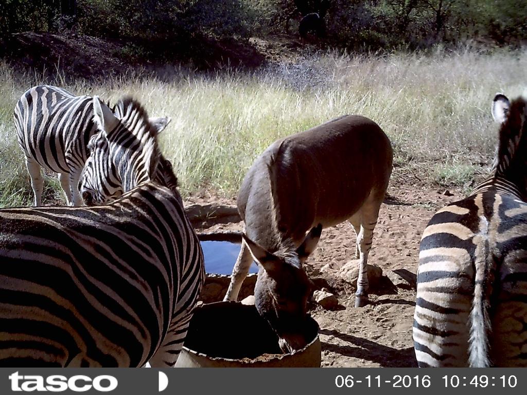 Boschfontein Guest Farm Villa Thabazimbi Bagian luar foto