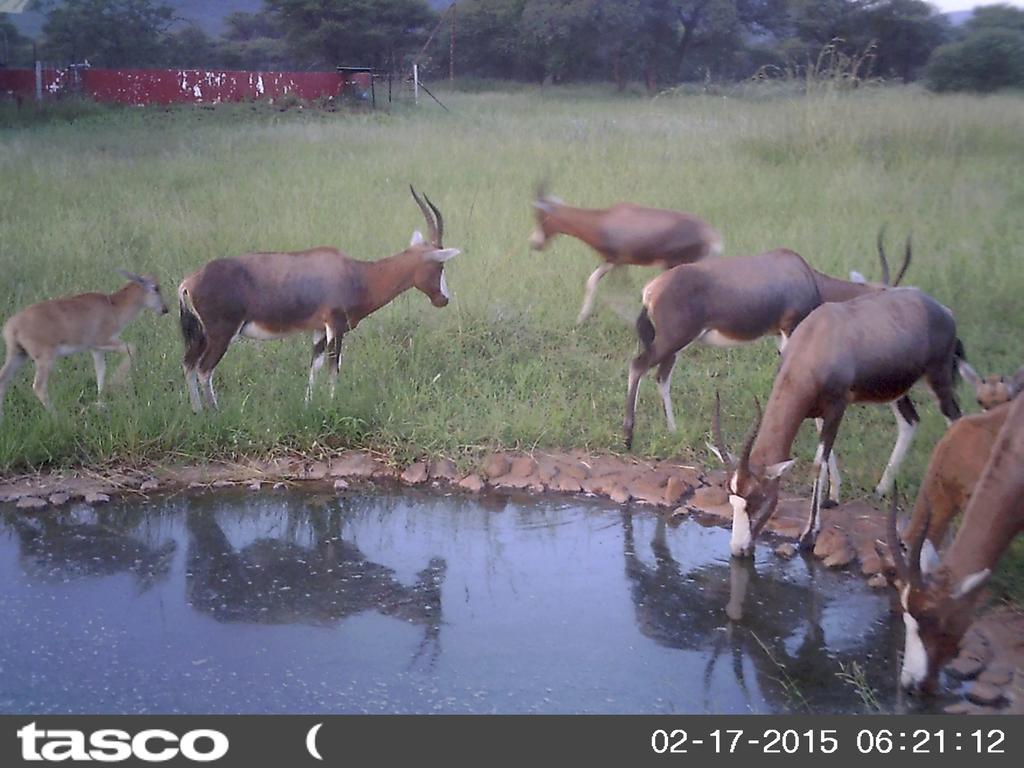 Boschfontein Guest Farm Villa Thabazimbi Bagian luar foto